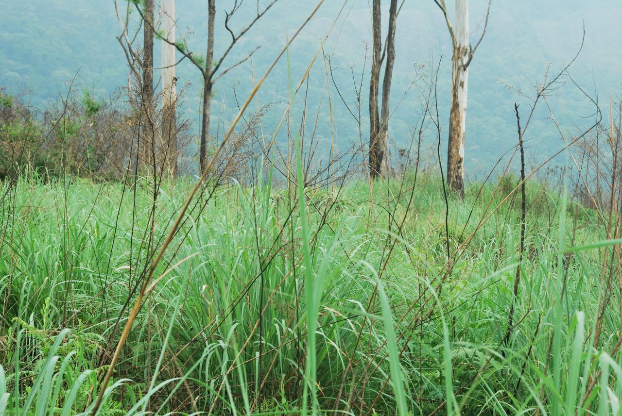 T Cherry Villa Munnar Exteriér fotografie
