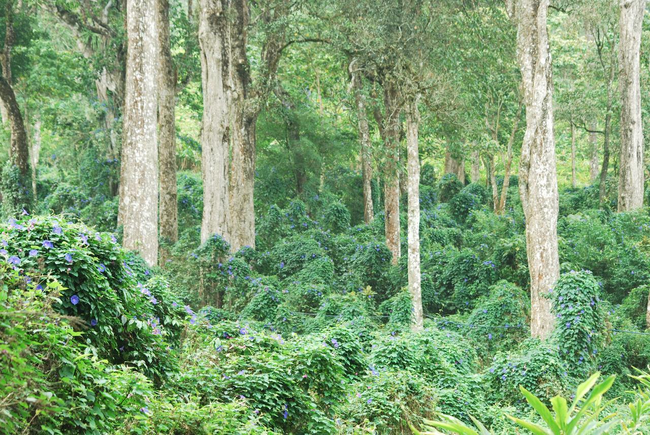 T Cherry Villa Munnar Exteriér fotografie