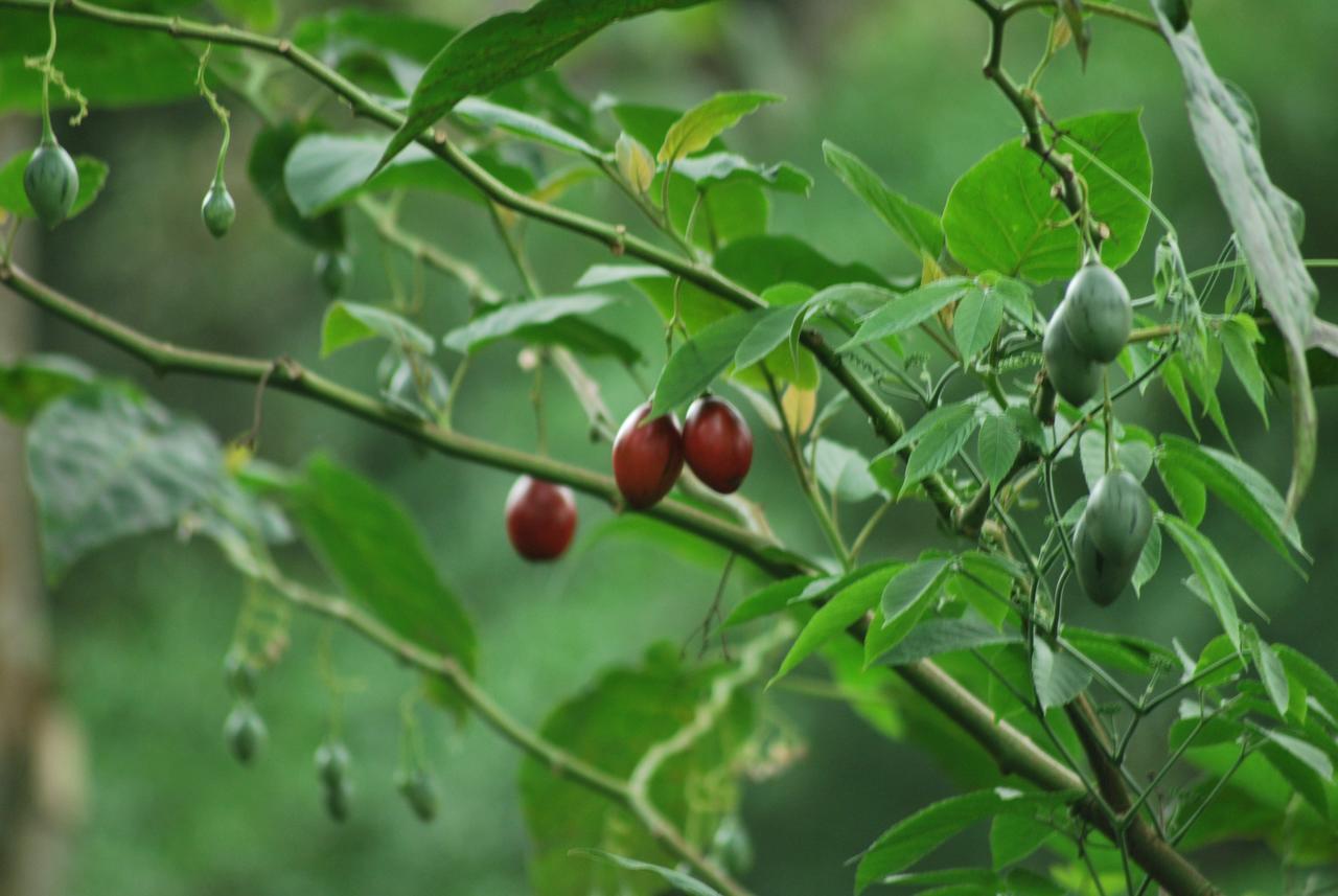T Cherry Villa Munnar Exteriér fotografie